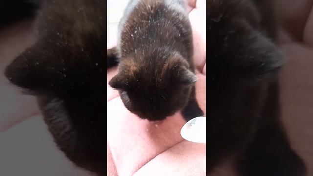 Кошка Милка и овсянкасэр смотреть онлайн