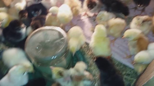 ВЫВОД ПОЧТИ ЗАКОНЧИЛСЯ)) ВСЕ КРАСАВЧИКИ)) смотреть онлайн