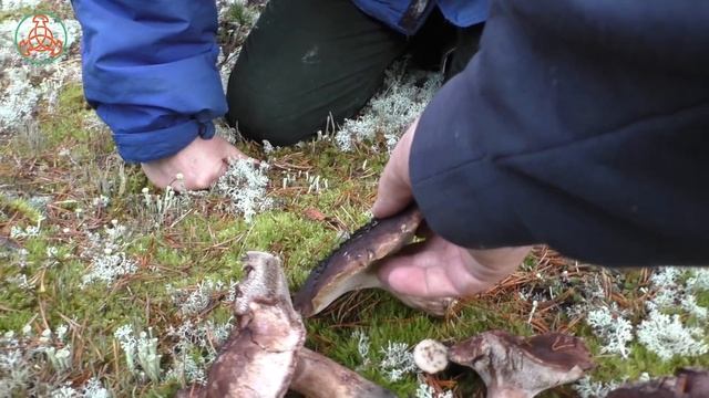 Узнайте различия и не будет разочарований! Сравнение Саркодона пёстрого и Саркодона шероховатого. смотреть онлайн