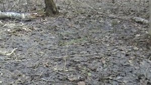 Где искать строчок гигантский? Типичный лес.