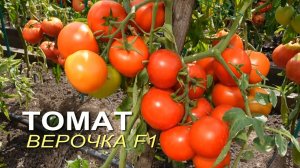 Томат ВЕРОЧКА F1. Обзор сортов ТОМАТОВ!