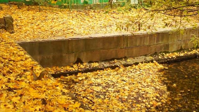 Осень в картинках. Часть 3. Идем кормить белок смотреть онлайн