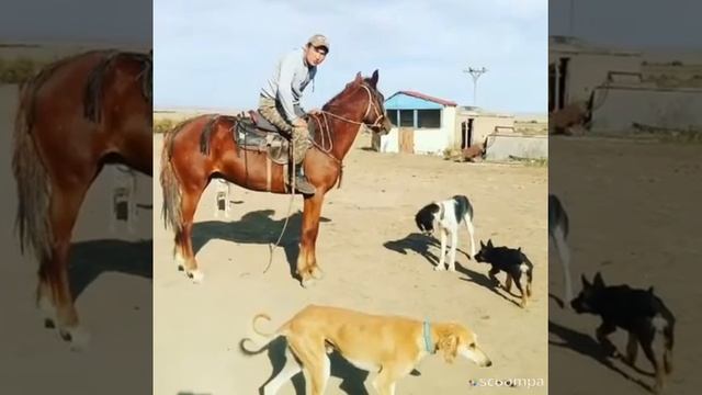 ШКО Уш бийк ауылынын тазылары!!! смотреть онлайн