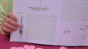 Великолепная книга для новичков и опытных грибников - Мария Сергеева "ГРИБЫ.250 видов..."