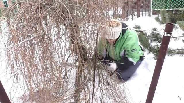 Удивительно! Пробуждение жизни под снегом. смотреть онлайн