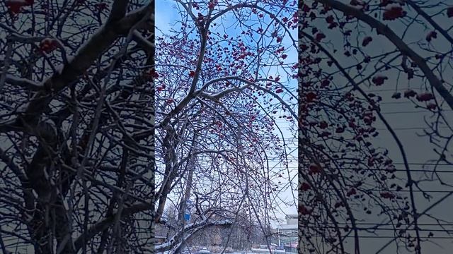 Сыктывкар 02.11.24 смотреть онлайн