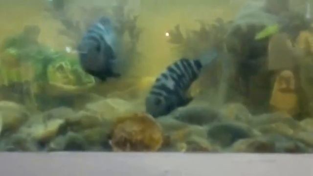 Рыбка моет своих мальков смотреть онлайн