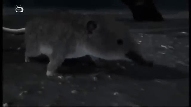 Zrození člověka Odkud Lidé Přišli Dokument CZ