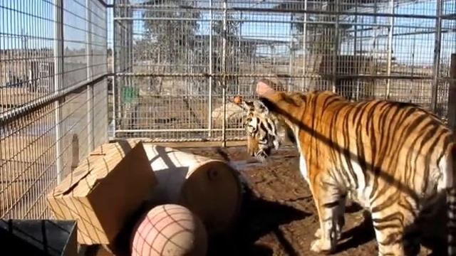 Blue -Forever Wild Exotic Animal Sanctuary смотреть онлайн
