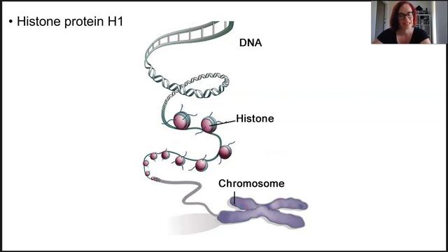 Molecular phylogeny смотреть онлайн
