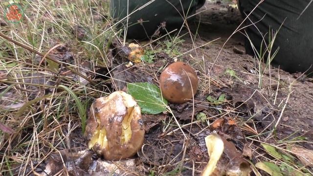 Любимый гриб для многих! Маслёнок поздний - Suillus luteus. смотреть онлайн