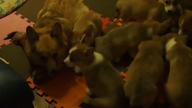 Щенки корги съедают полтора кило мяса. 30-days corgi pups eat 4 lb of meat смотреть онлайн