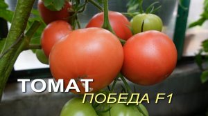 Томат ПОБЕДА F1. Обзор сортов ТОМАТОВ!