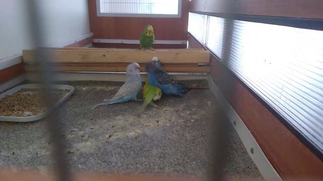 Волнистые попугаи. #birds #birdslover #birdsounds