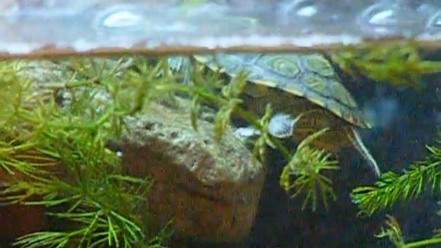 My Baby Red Eared Slider Turtle and Habitat Part 2 смотреть онлайн
