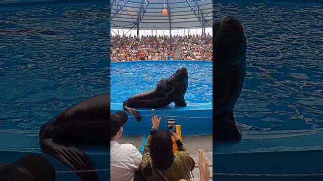 Морской Лев передает вам привет! смотреть онлайн