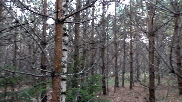 Опёнок весенний - Коллибия лесолюбивая - Collybia dryophilla смотреть онлайн