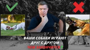 Собаки играют друг с другом - как быстро проявится зооагрессия?