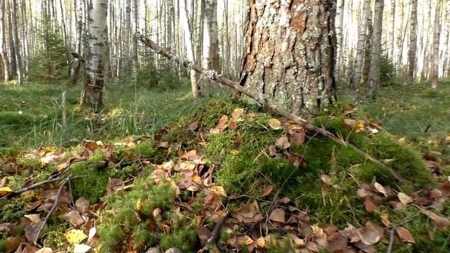 За грибочками по болотным кочкам! Дневник грибника 19 сентября 2020 года. смотреть онлайн