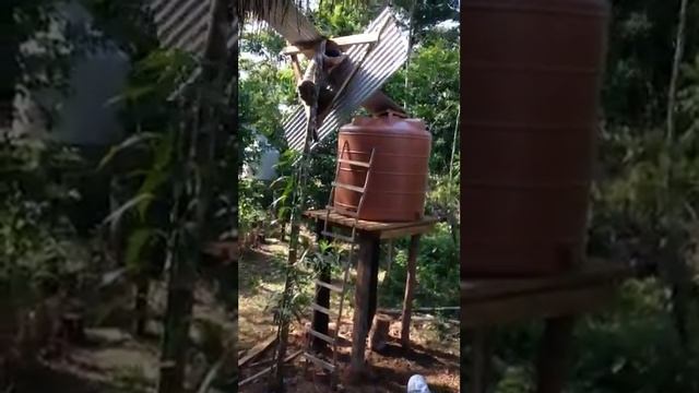 Off-grid homesteading in Belize, Central America смотреть онлайн
