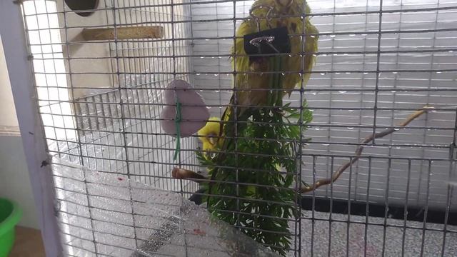 #Выставочные #волнистые попугаи #(Чехи) #birds #birdslover #birdsounds