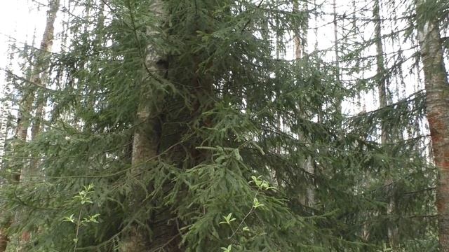 Птиц больше, чем грибов! Дневник грибника 19 мая 2020 лет. смотреть онлайн