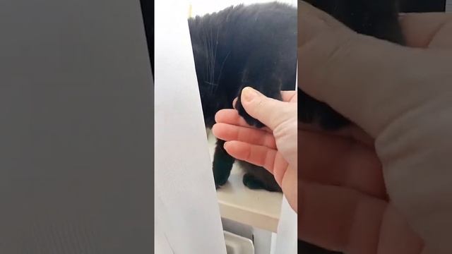 Кошка Милка здоровается за лапку смотреть онлайн