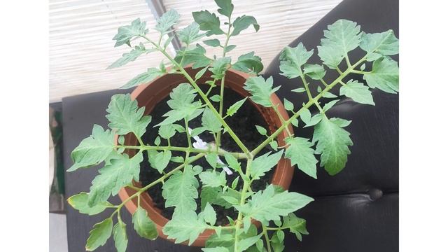 THE PERFECT LIGHTING SETUP | Growing Plants With Household LED Bulbs and Grow Lights смотреть онлайн