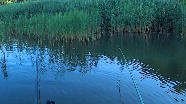 ЭТО ВАМ НЕ ПЛАТНИК! РЫБАЛКА НА КАРПА С ПОПЛАВКОМ. смотреть онлайн