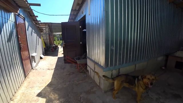 ПРОВАЛ! НЕ СМОГ ПОДСАДИТЬ ПЕТУХА КУРИЦАМ! смотреть онлайн