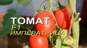 ИМПЕРАТРИЦА F1! ОБЗОР СОРТОВ ТОМАТОВ! Советы от ЗЕЛЕНОГО ОГОРОДА!