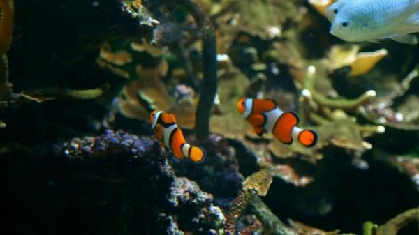 A fantastic underwater world.