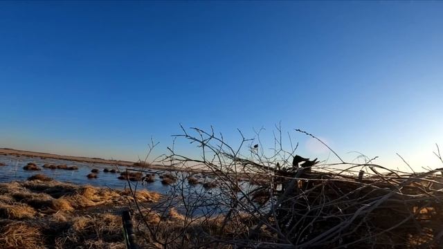 Лучшие налеты 2024 Открытие охоты Охота с подсадной Весенняя охота на утку Утка прет дуром смотреть онлайн