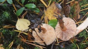 Груздь горький собирают всегда!