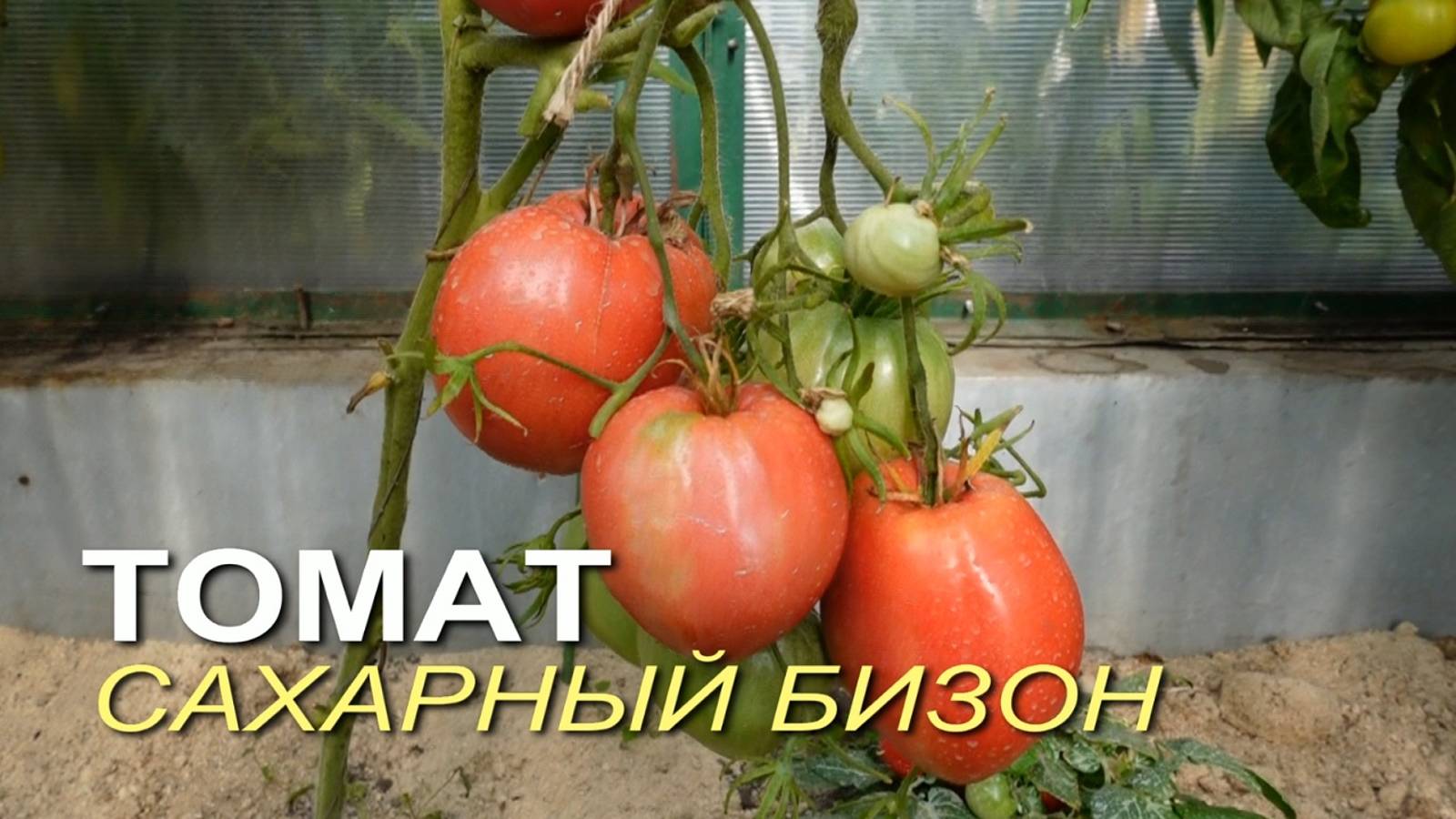 Томат САХАРНЫЙ БИЗОН. Обзор сортов ТОМАТОВ! смотреть онлайн