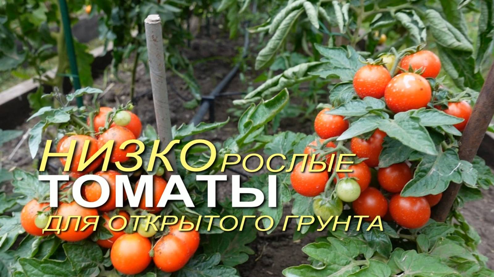 Урожайные РАННЕСПЕЛЫЕ НИЗКОРОСЛЫЕ томаты для открытого грунта. смотреть онлайн