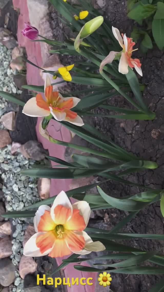 Нарцисс- великолепный весенний цветок!