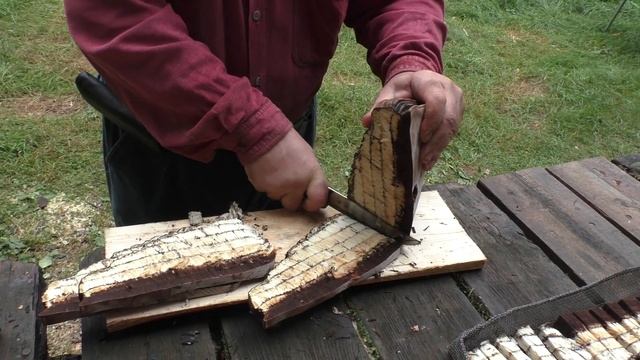 А внутри он белый, ... и как сало!!! Трутовик плоский - Ganoderma applanatum, Artist's conk смотреть онлайн