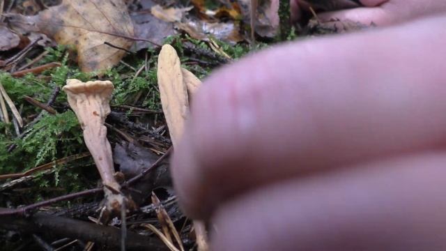 И это тоже съедобно! Рогатик язычковый - Clavariadelphus ligula смотреть онлайн