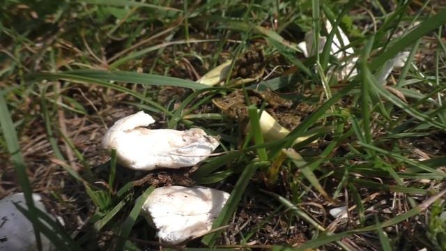 Порховка не порхАет, пЫрхает... Порховка маленькая, Бовиста маленькая, (Bovista pusilla) смотреть онлайн