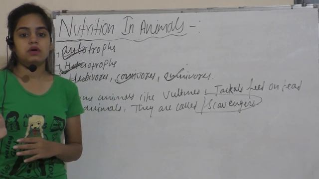 Nutrition in Animals class 7 смотреть онлайн
