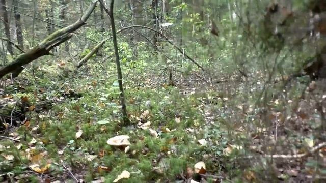 За опятами и солониной! Дневник грибника 4 сентября 2020 года. смотреть онлайн