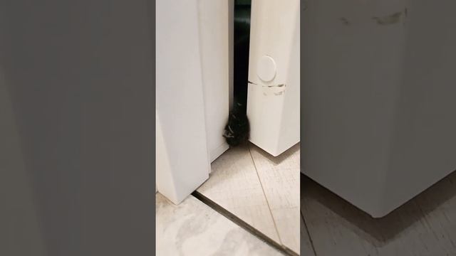 Кошка Милка и ее шаловливые лапки смотреть онлайн