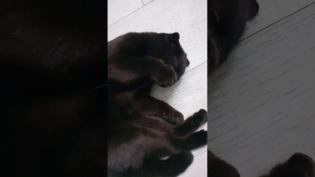 Кошка Милка и папарацци смотреть онлайн