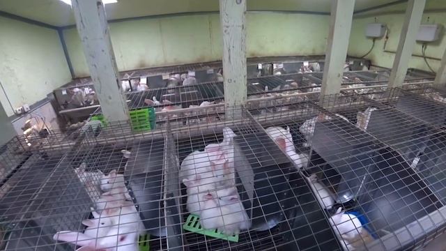 ПРИЕХАЛ ЗА КЛЕТКОЙ, А КУПИЛ ПРИЦЕП! смотреть онлайн