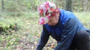 Млечник обыкновенный - промысловый гриб.