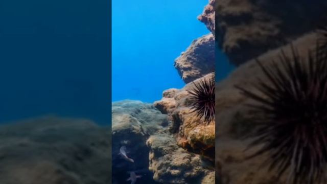 Аристотелев фонарь - рот правильных морских ежей Echinoidea. Пример бионики смотреть онлайн