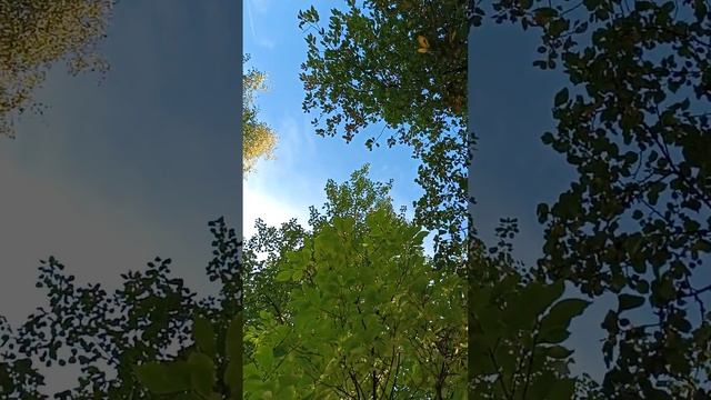 Три дерева у крылечка смотреть онлайн