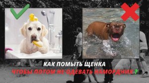 ПЕРВОЕ КУПАНИЕ ЩЕНКА? Самое важное, что вам нужно знать!