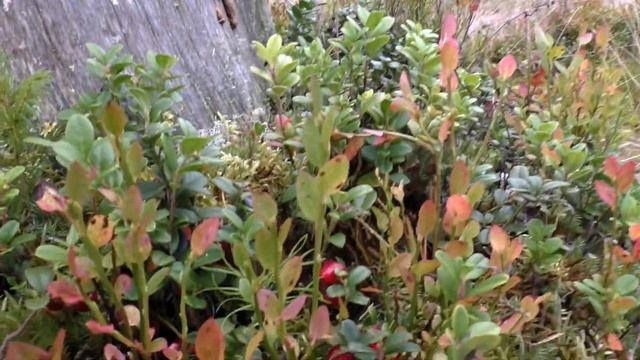 "НаперегонкИ" с медведем. Кто быстрее соберёт бруснику? Дневник грибника 8 сентября 2020 года смотреть онлайн